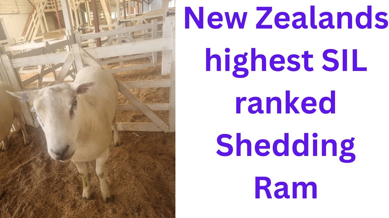 New Zealands highest SIL ranked shedding ram in the 2023/24 sale season