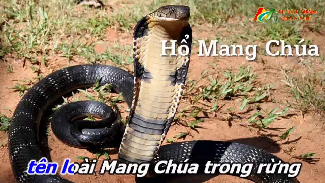 Nhạc Chế 2018 - Các Loài Rắn Độc Nhất Việt Nam - Tuyệt Phẩm Nhạc Chế