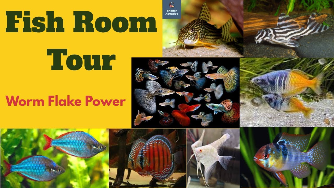 Discus Growth Secret: Worm Flake Feeding Demo