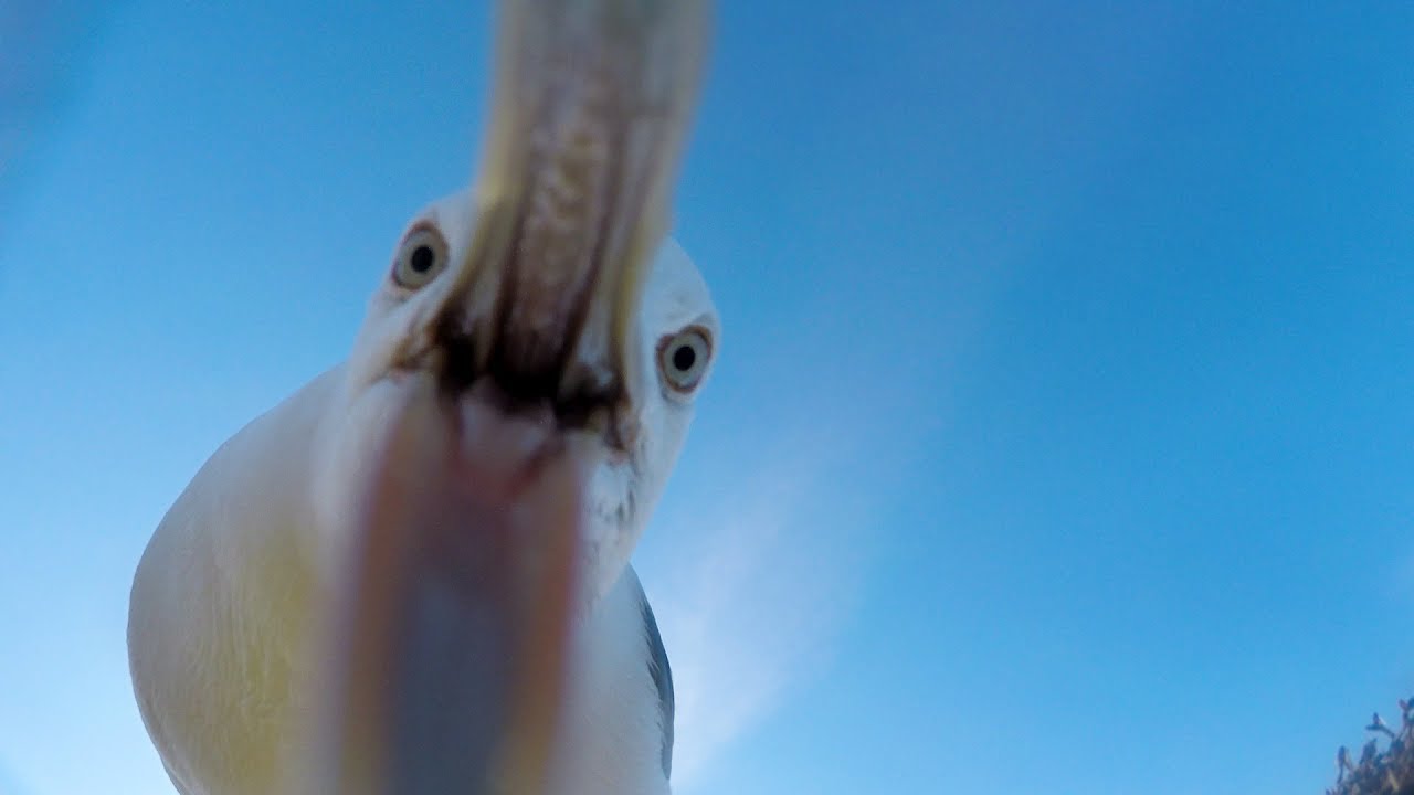 GoPro Awards: Seagull Theft - With Telemetry in 4K