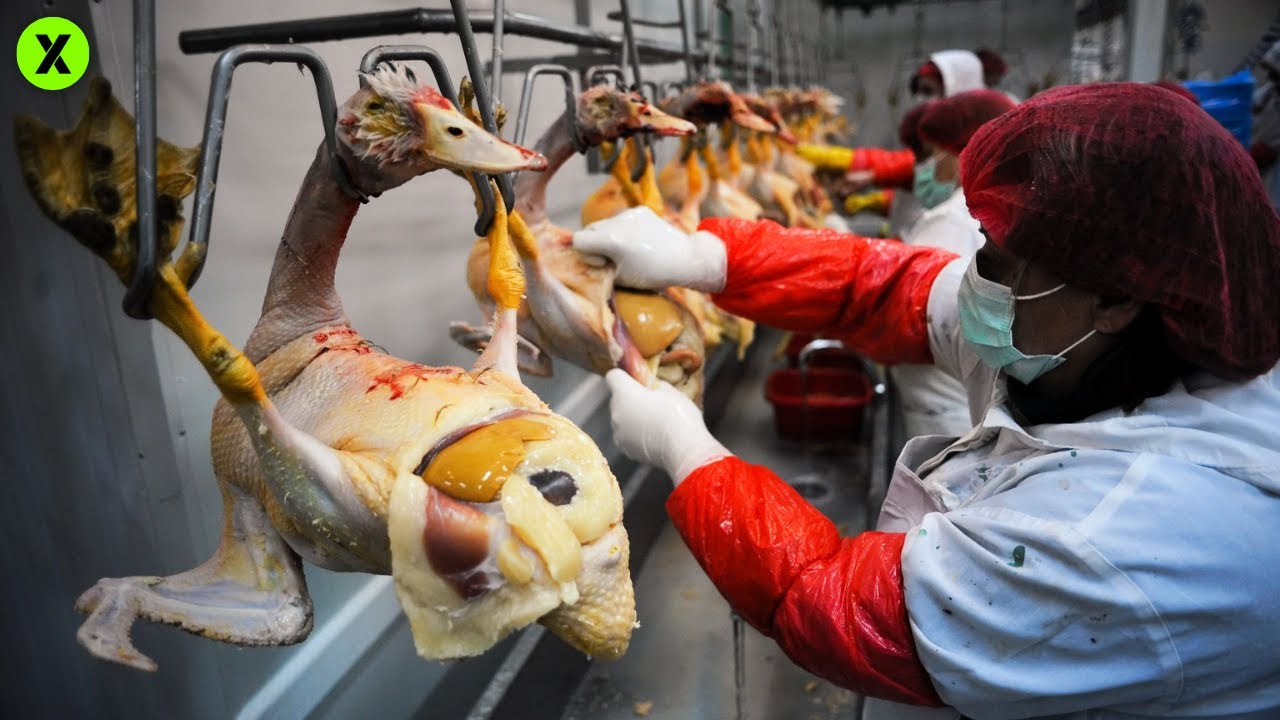 C&Oacute;MO se HACE el FOIE GRAS : Dentro de un CRIADERO de GANSOS 🦆