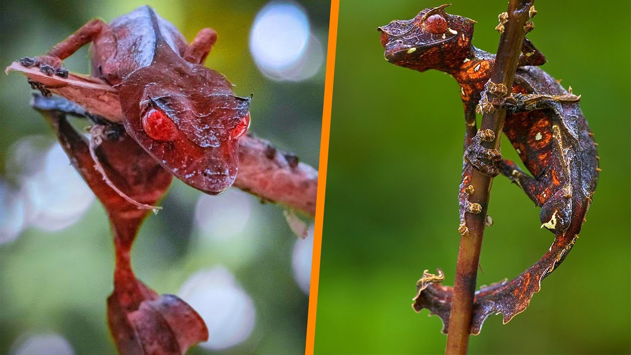 Satanic Leaf-Tailed Gecko - Animal of the Week