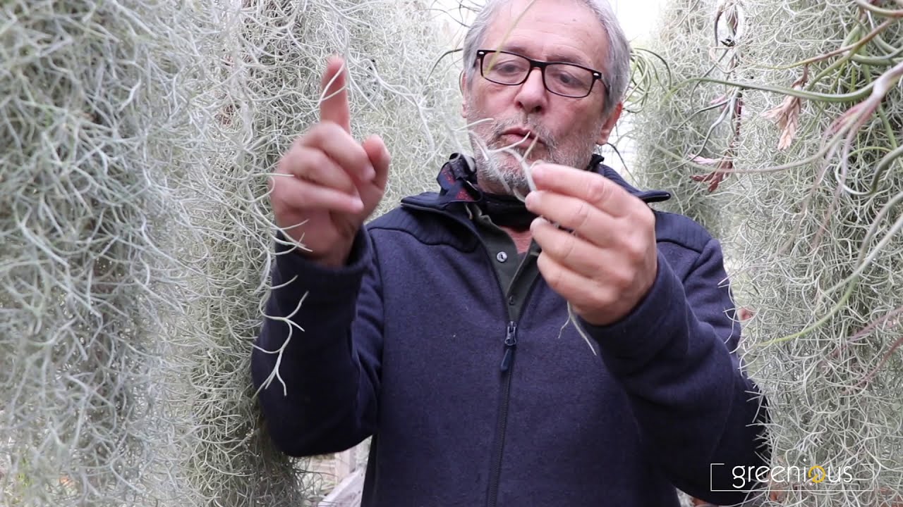 Tillandsia usneoides, intervista al massimo esperto Claudio Camarda.