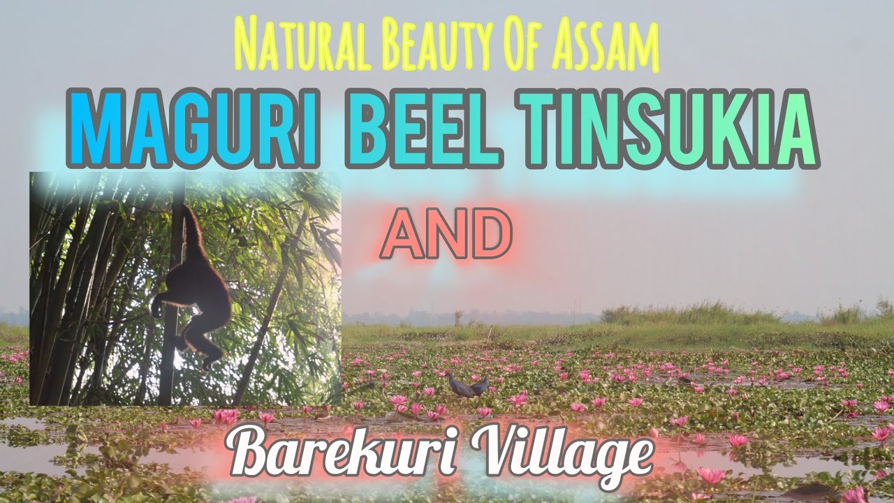 TRIP TO ANINI & MAGURI BEEL OF ASSAM // BARIKURI VILLAGE FOR HOOLOCK GIBBON