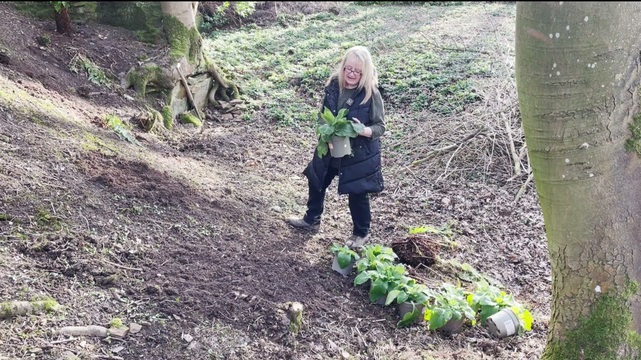 Planting Foxgloves and native ferns in The Quarry Garden