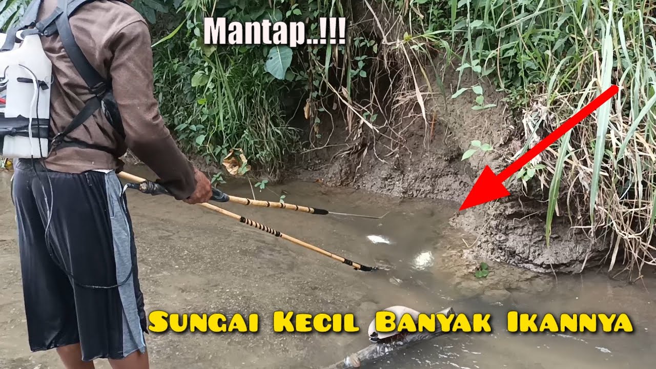 Setrum Ikan Di Sungai Kecil Banyak Ikannya | Sejuta Petualangan | Nonton Juga Video #shorts Nya