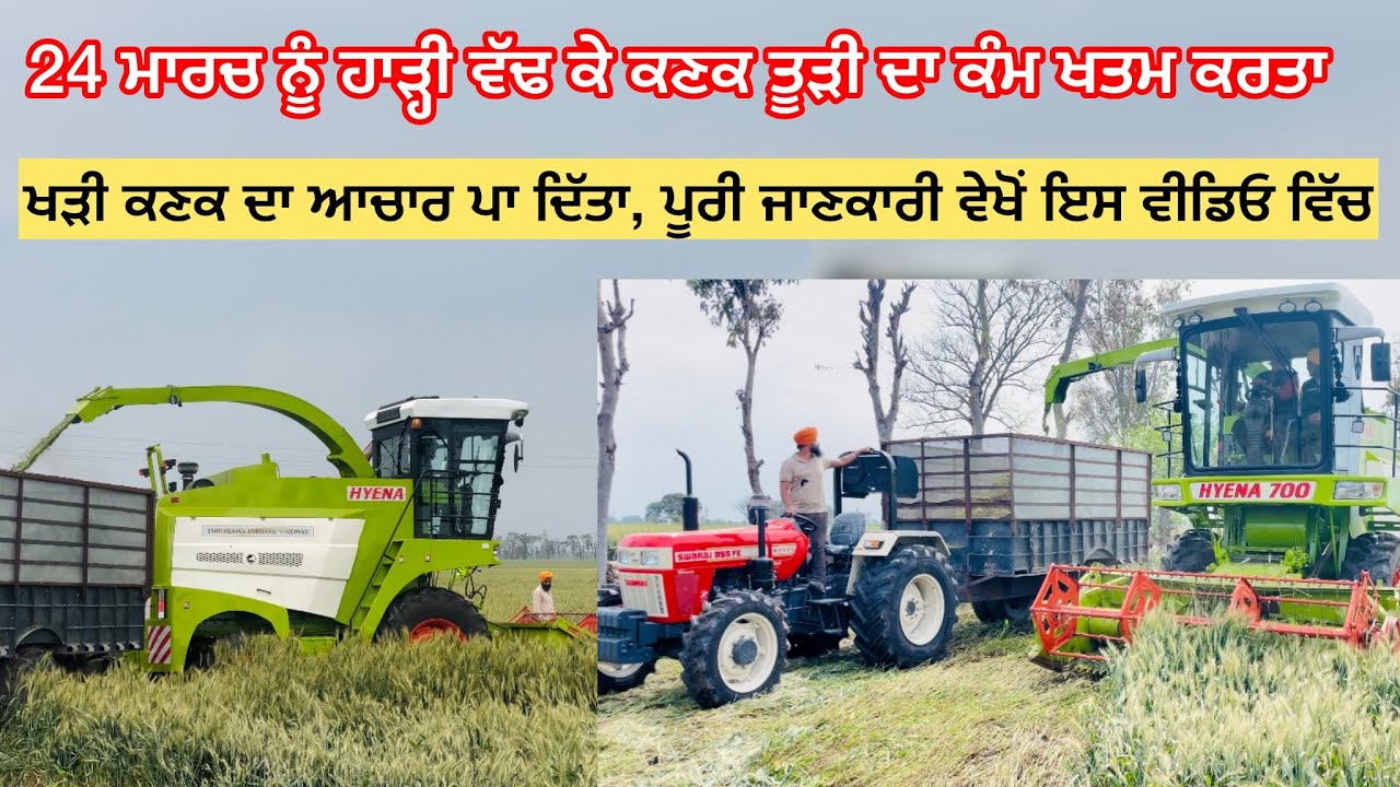 24 ਮਾਰਚ ਨੂੰ ਹਾੜ੍ਹੀ 🌾ਵੱਢ ਕੇ ਕਣਕ ਤੂੜੀ ਦਾ ਕੰਮ ਖਤਮ Wheat Silage #wheat #silage ​⁠@jhajjagriculture821