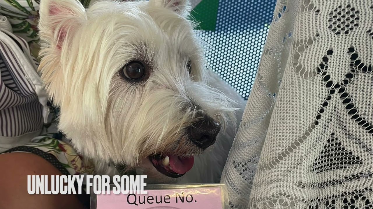 Leaving Bangkok with a Dog : BANGKOK ANIMAL QUARANTINE