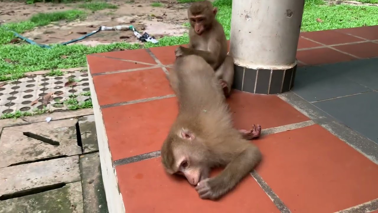 Monkeys Playing with People & Having Fun