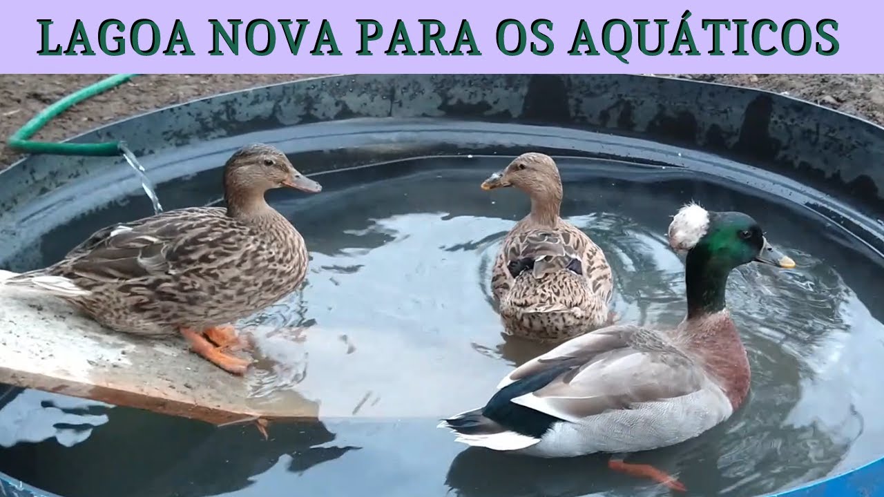 Construímos uma lagoa com caixa d'água | Coração Campeiro