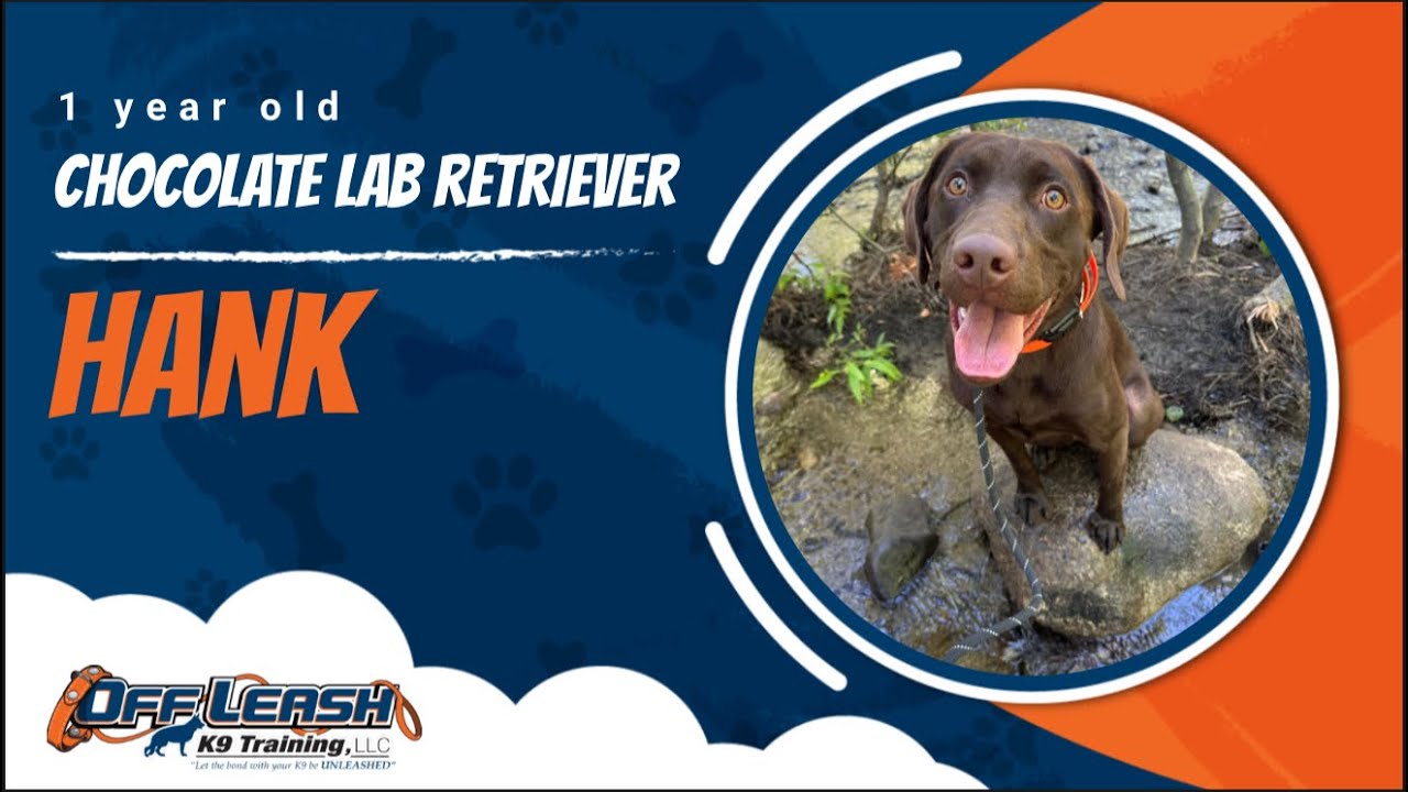 Chocolate Labrador Retriever 🐾Loose leash Training | Best Dog Trainer | Reno, NV🐾