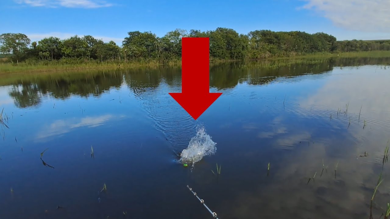 TRAIRA, O PEIXE SEM MEDO! 😱 