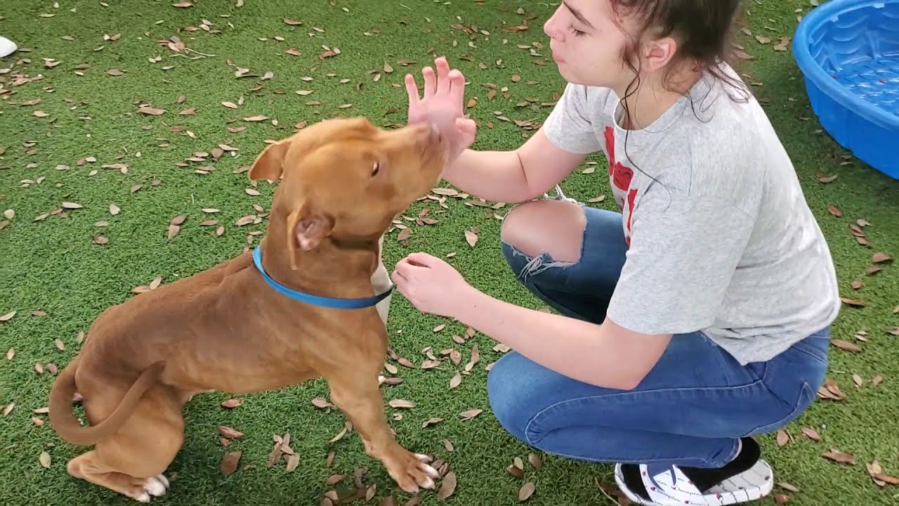 Pitbull Red Nose