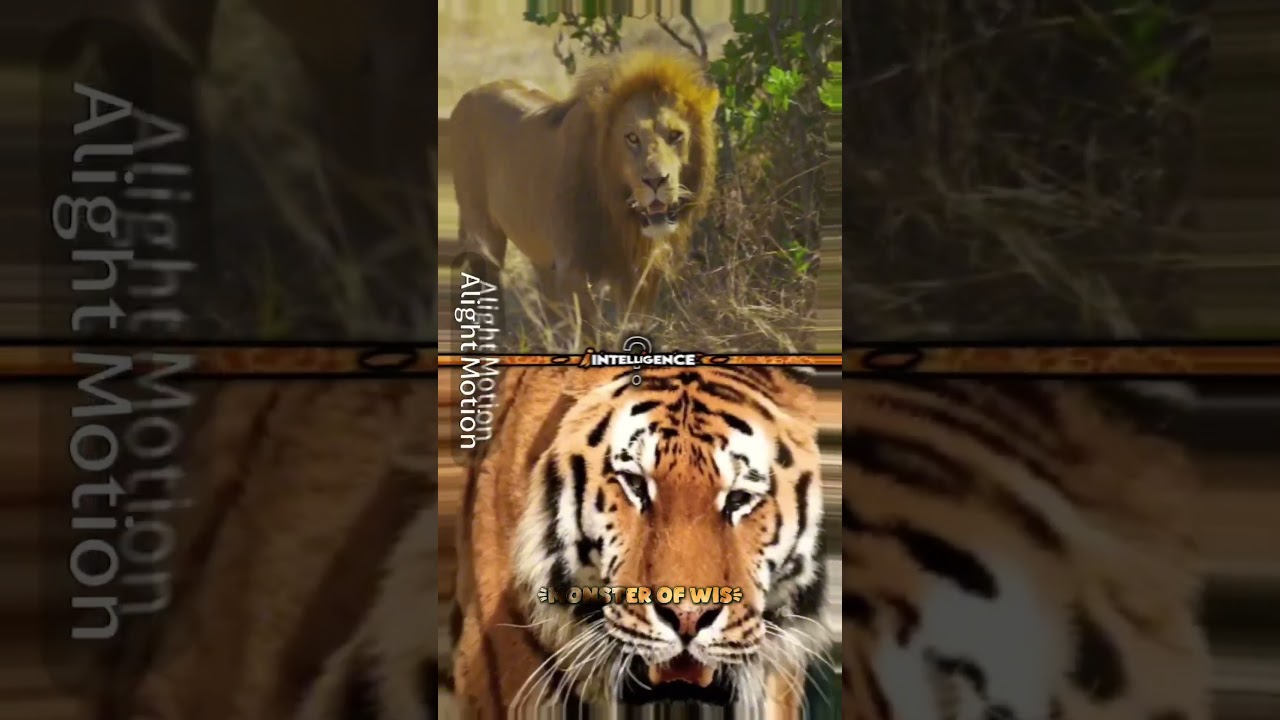 African Lion VS Bengal Tiger |  Remake #lion #tiger #battle #edit
