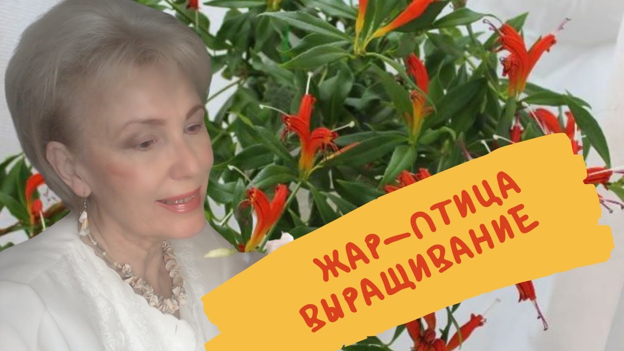 Жар-птица, помадка, ЭСХИНАНТУС  - все это названия красивейшего из ампельных цветов. Как ухаживать
