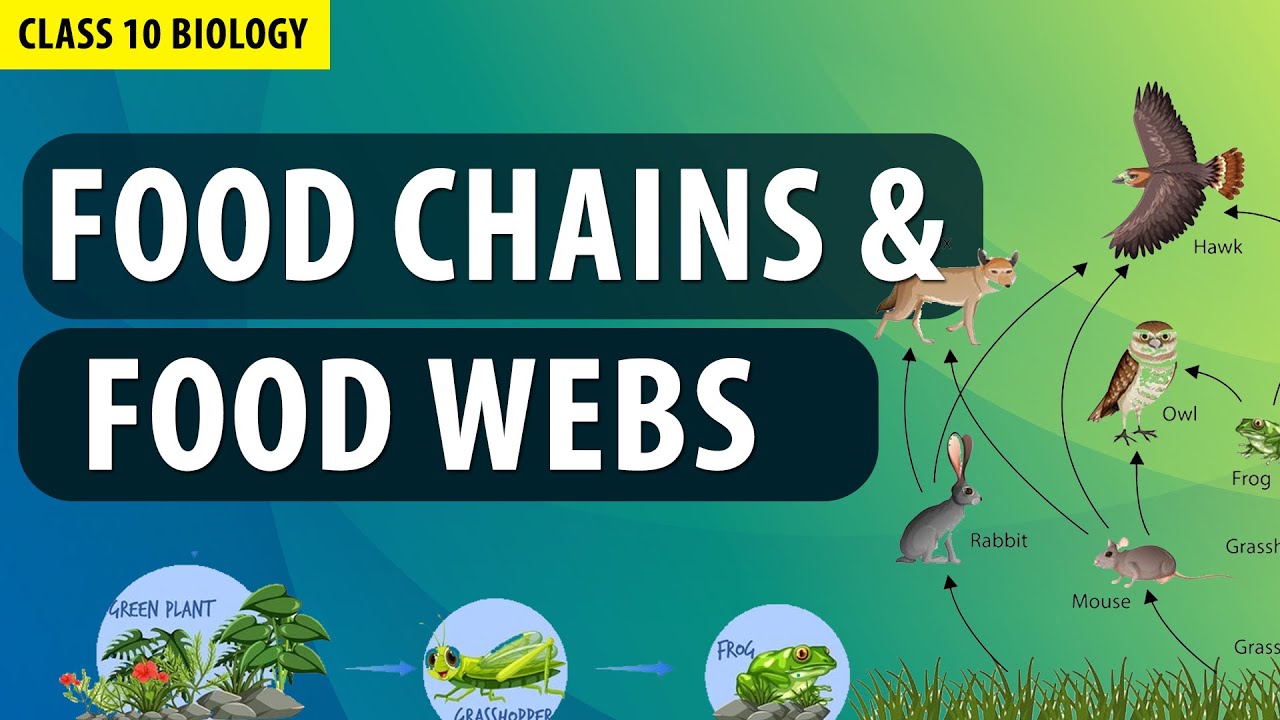 class 10 Our Environment in Animation | CBSE Class 10 Biology chapter 13 | ecosystem | NCERT Science