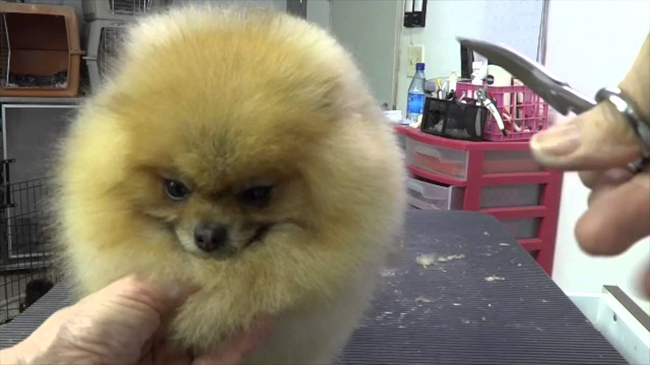 Grooming the Show Pomeranian (part three)