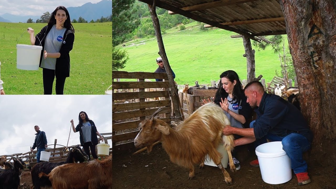 “Qeshën gjithë fshati – si shkoi mjelja e parë e gazetares në Gramsh” - Destinacionet e Pazbuluara