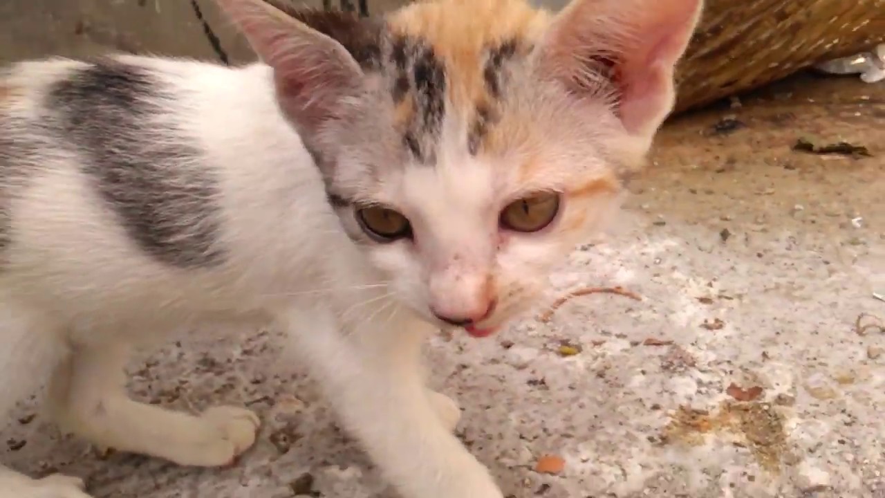 Tiny kitten and big sister in the garbage dump
