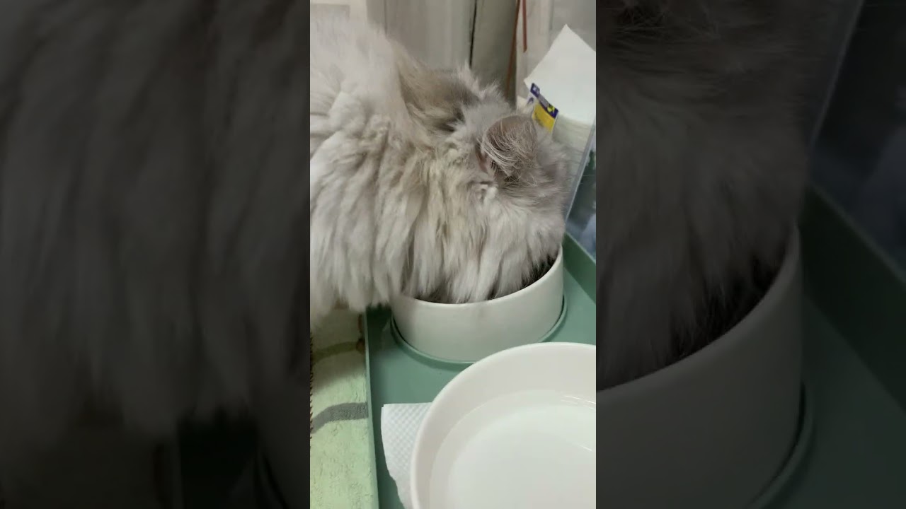 🐱Mimi🐈姐姐 金吉拉#cat #金吉拉 #貓咪日常 