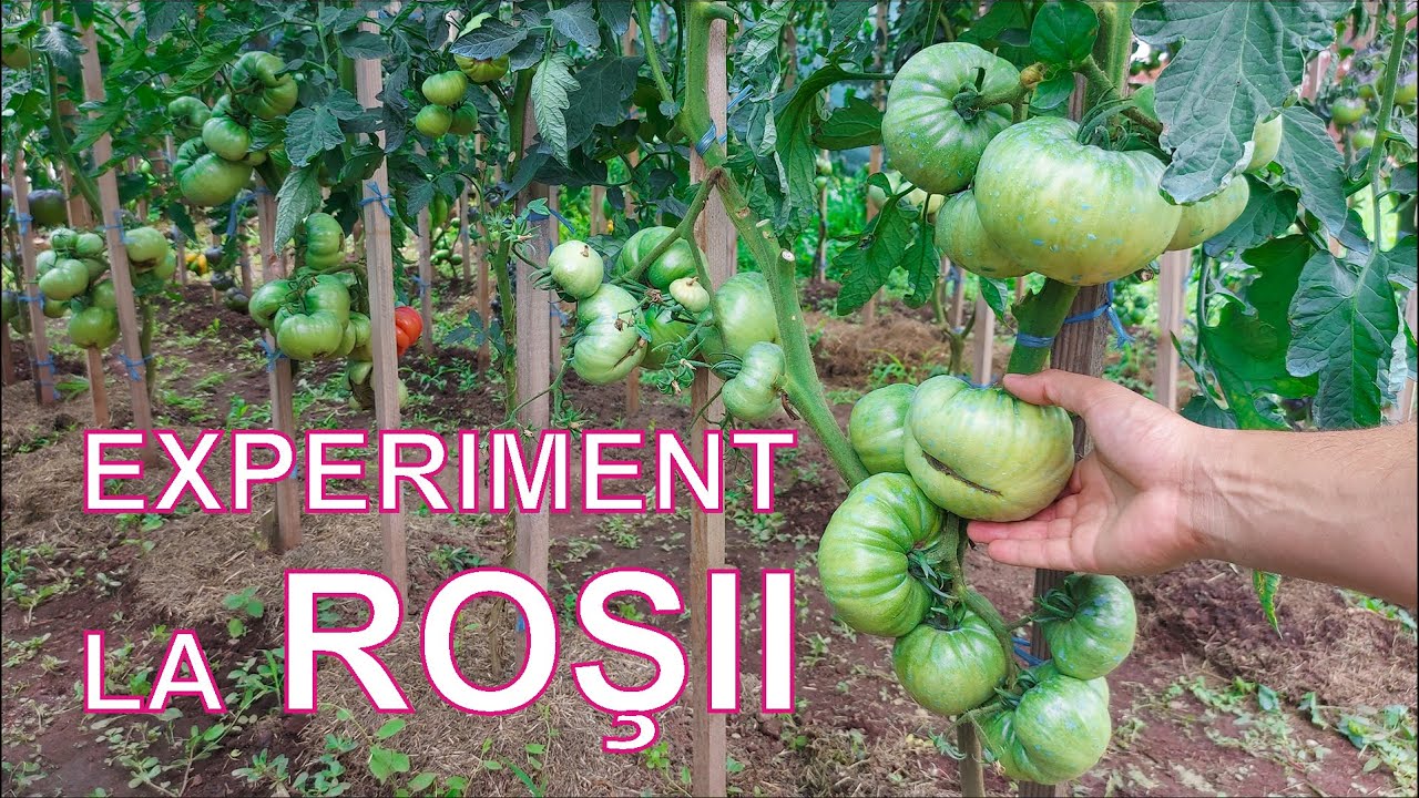 EXPERIMENT REUŞIT care mi-a DUBLAT PRODUCŢIA DE ROŞII