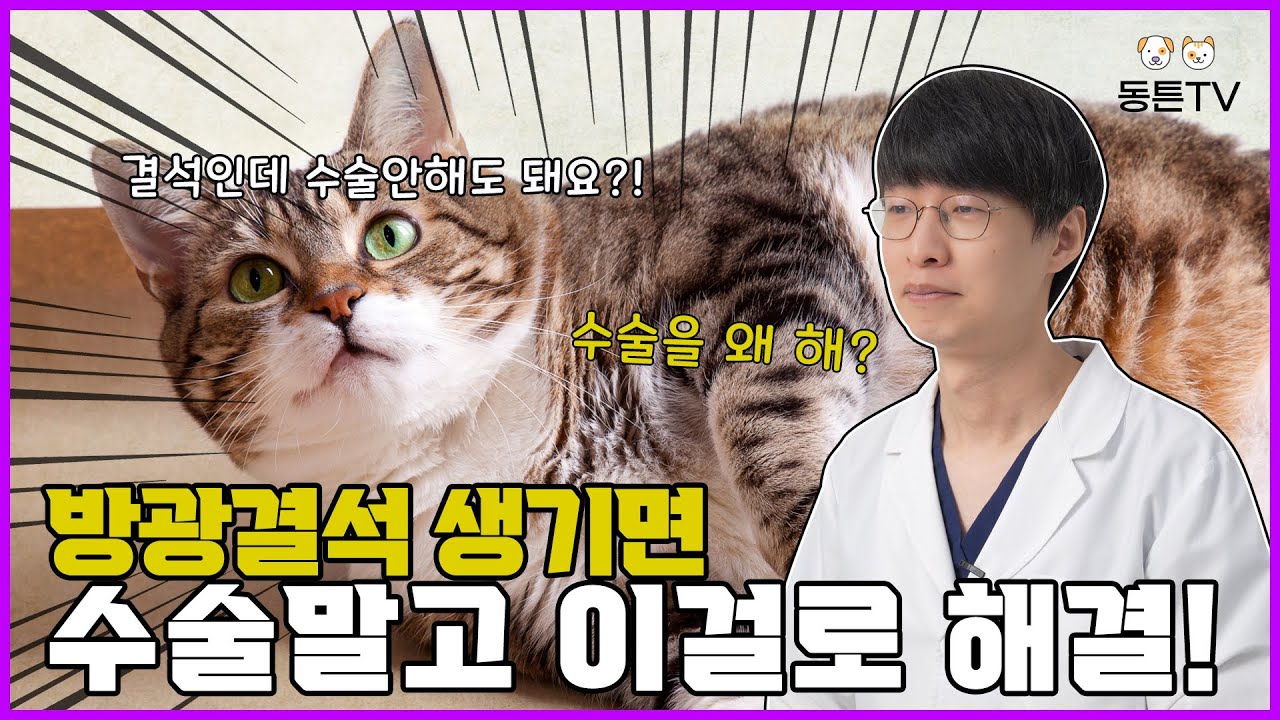 고양이방광결석 수술말고 이걸로 해결가능!?