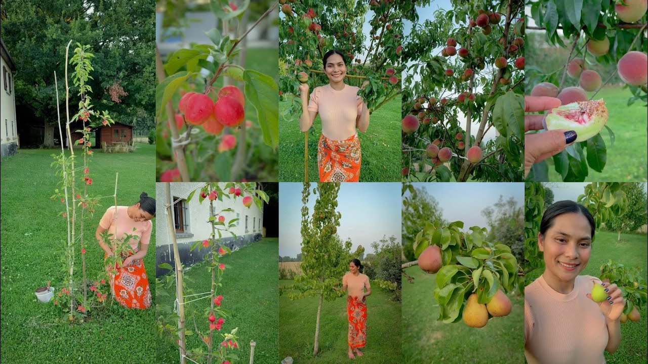 ផ្លែប៉េះកាន់តែទុំក្រអូបឆ្ងាញ់🍑 ស្រួយៗជូអែមស្រស់ដេីរបេះប៉ម🍎ប៉េះ🍑ផ្លែសារី🍐នៅជុំវិញផ្ទះញុំាទៀតហេីយ