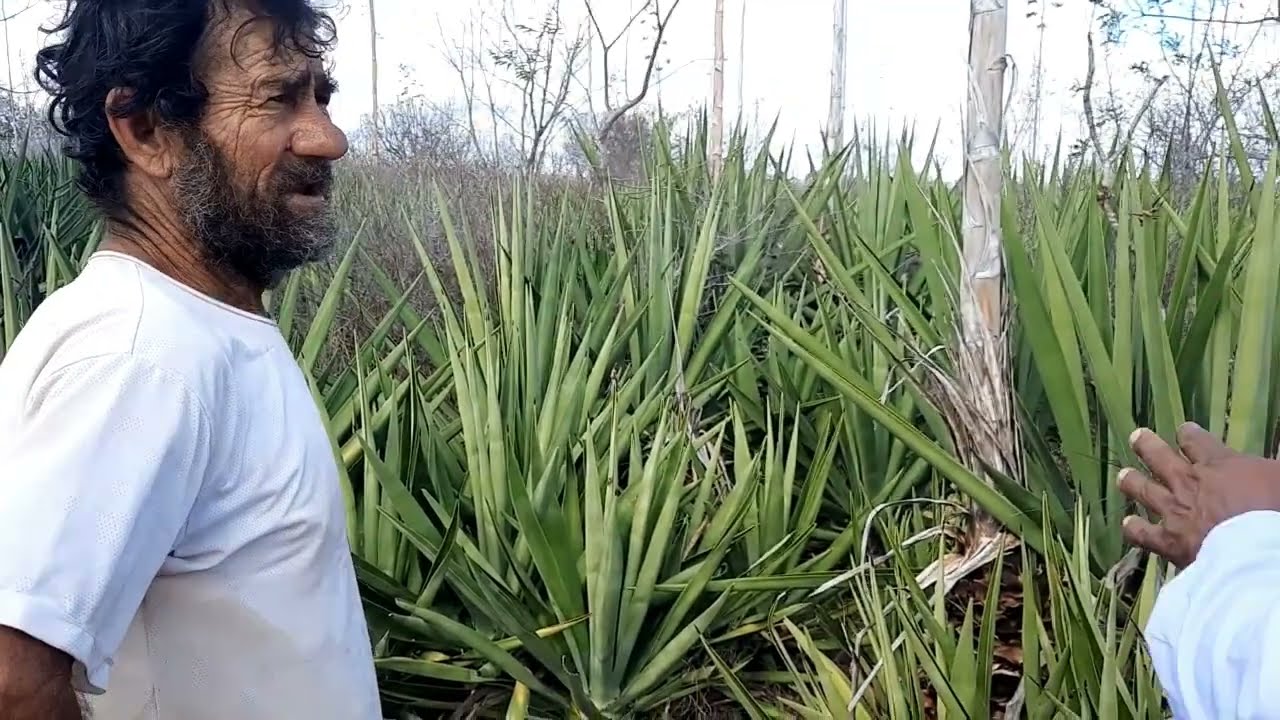 PRODUTOR DE SISAL SOFRENDO COM SECA DA FALTA DE CHUVA em Lages do Batata.