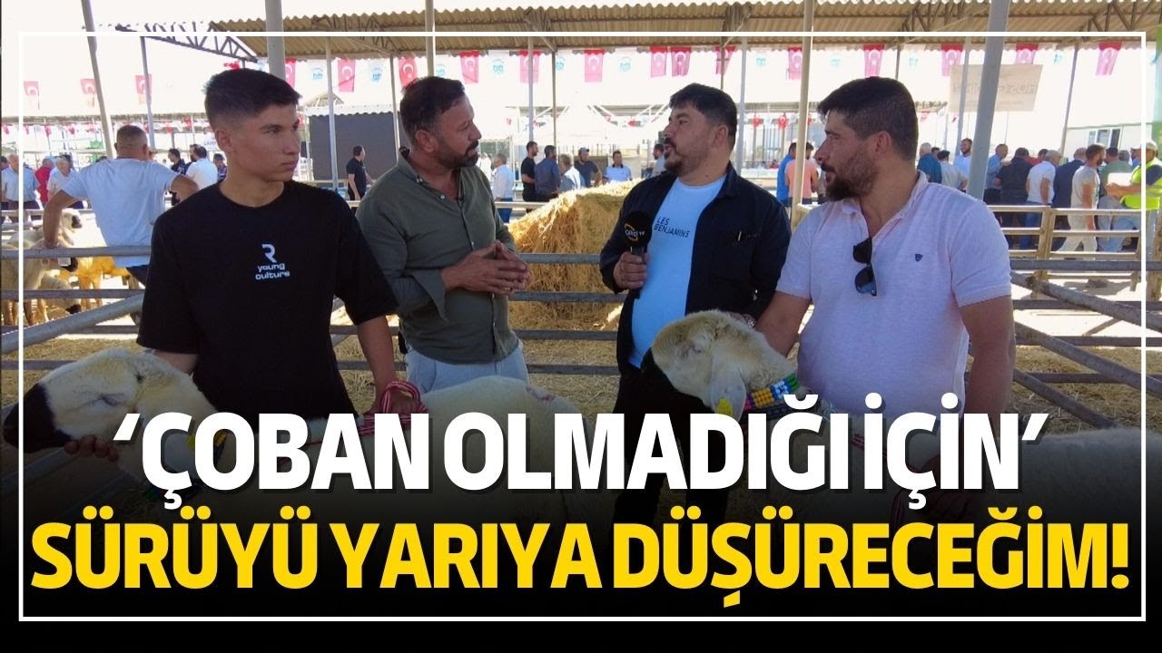 Çoban Olmadığı İçin Sürüyü Yarıya Düşüreceğim! / Kangal Koçunun Özellikleri