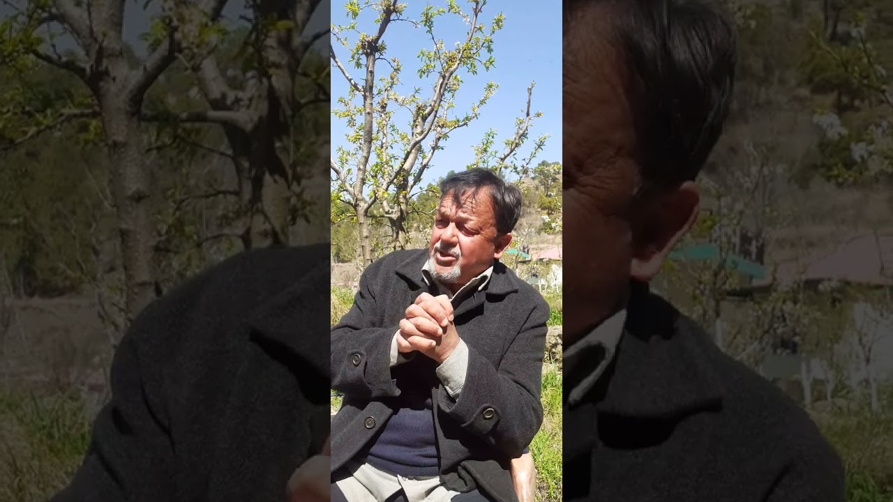 Fruit Setting Problem in Plum  #plum#setting#Flowering#spray #Redbeaut #Black Amber #micronutrients