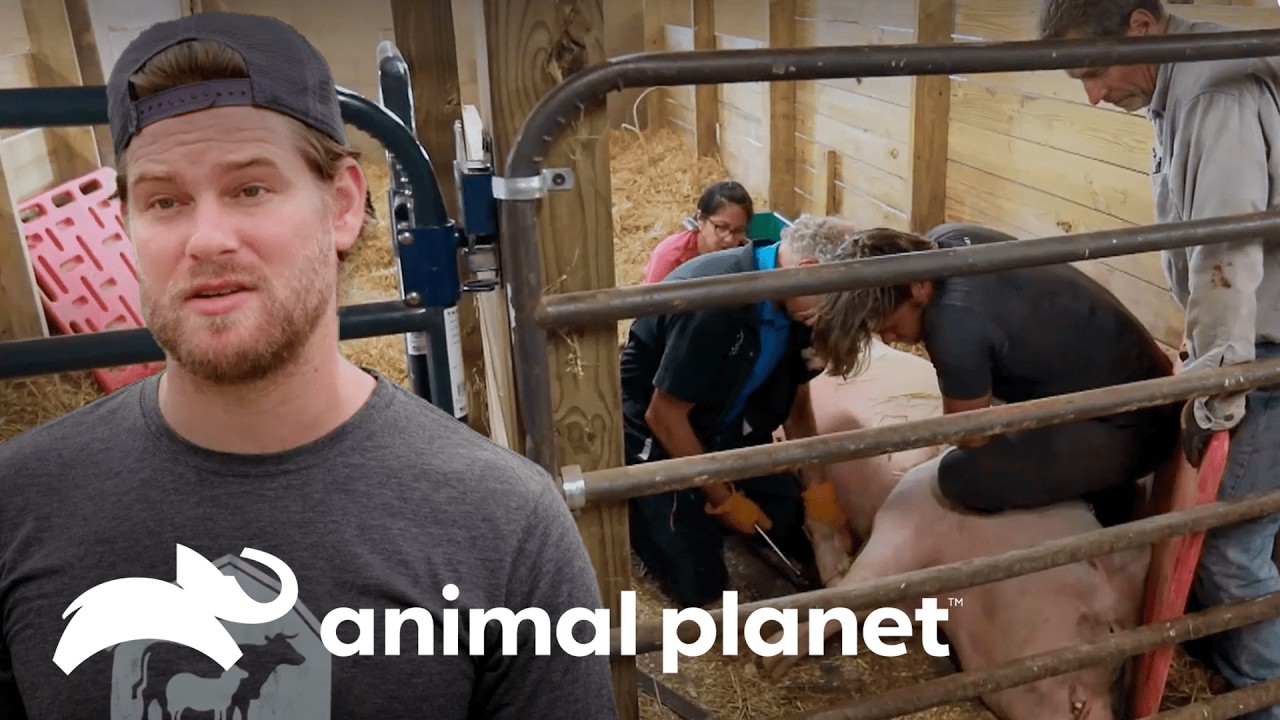 Dificultad en tratamiento para puercos | Refugio en el granero | Animal Planet Latinoamérica