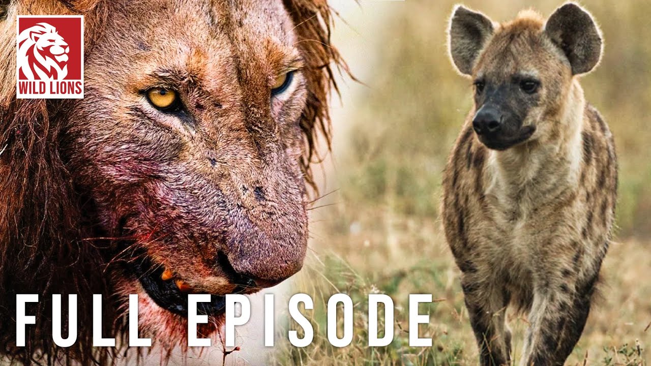 Hyena vs Lion: Clash of Predators in the Savannah (Full Episode) | Nature animal documentary