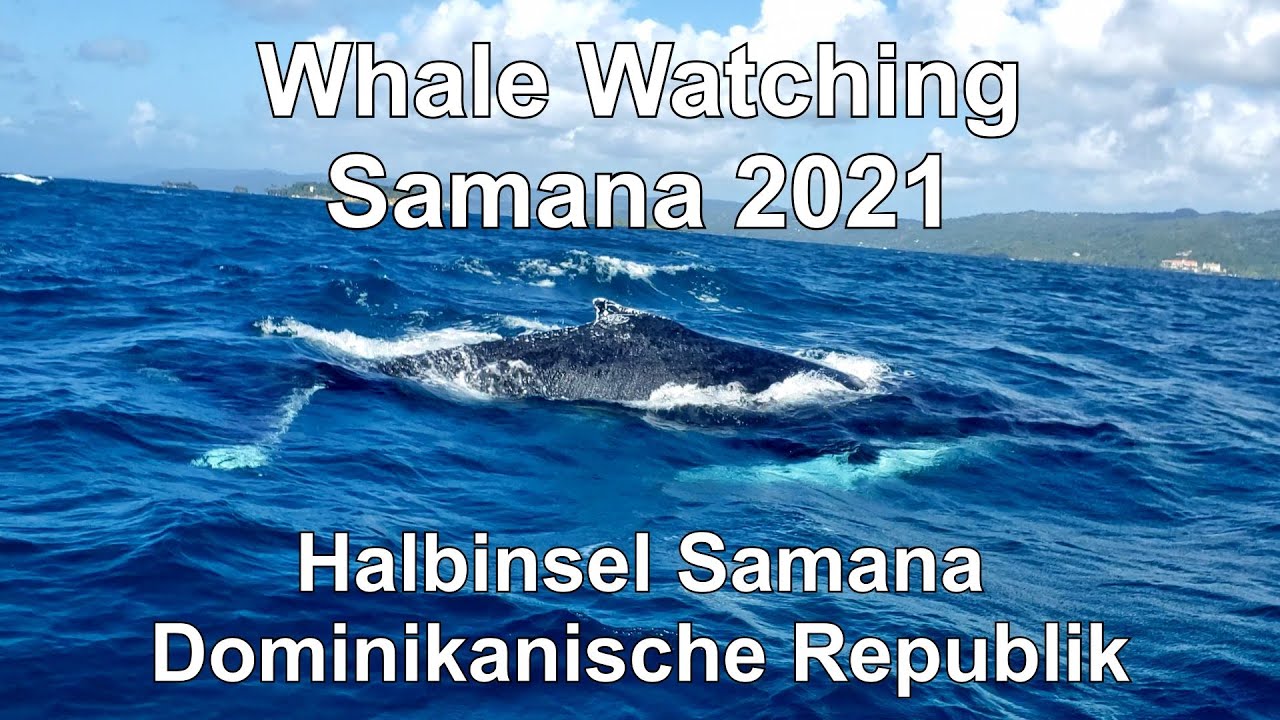 Whale Watching Samana 2021 und Bacardi Insel