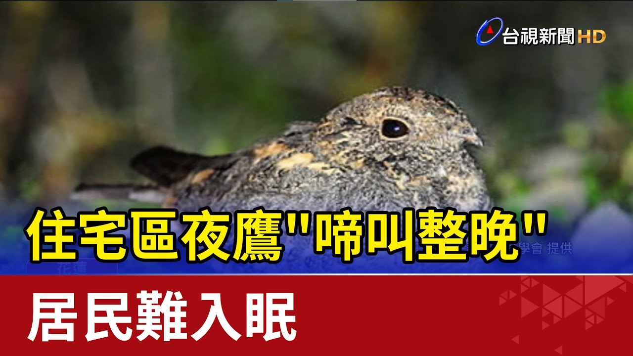 吵死了！住宅區夜鷹