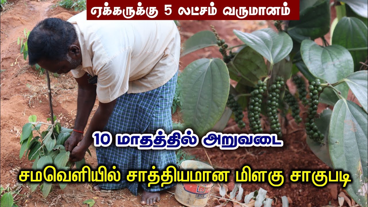 சமவெளியில் சாத்தியமான மிளகு சாகுபடி | 10 மாதத்தில் அறுவடை | Black Pepper Cultivation