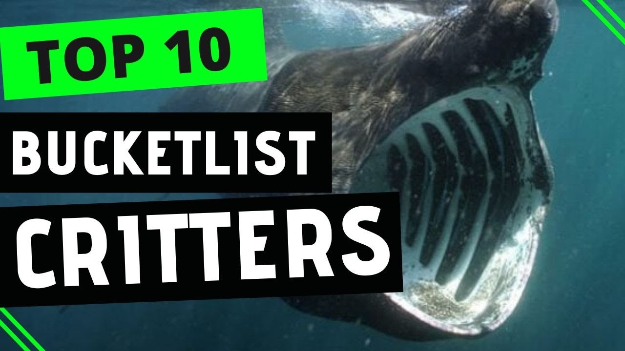 My Top 10 Bucketlist Critters (10 Fish Species I HAVE To See in My Life)