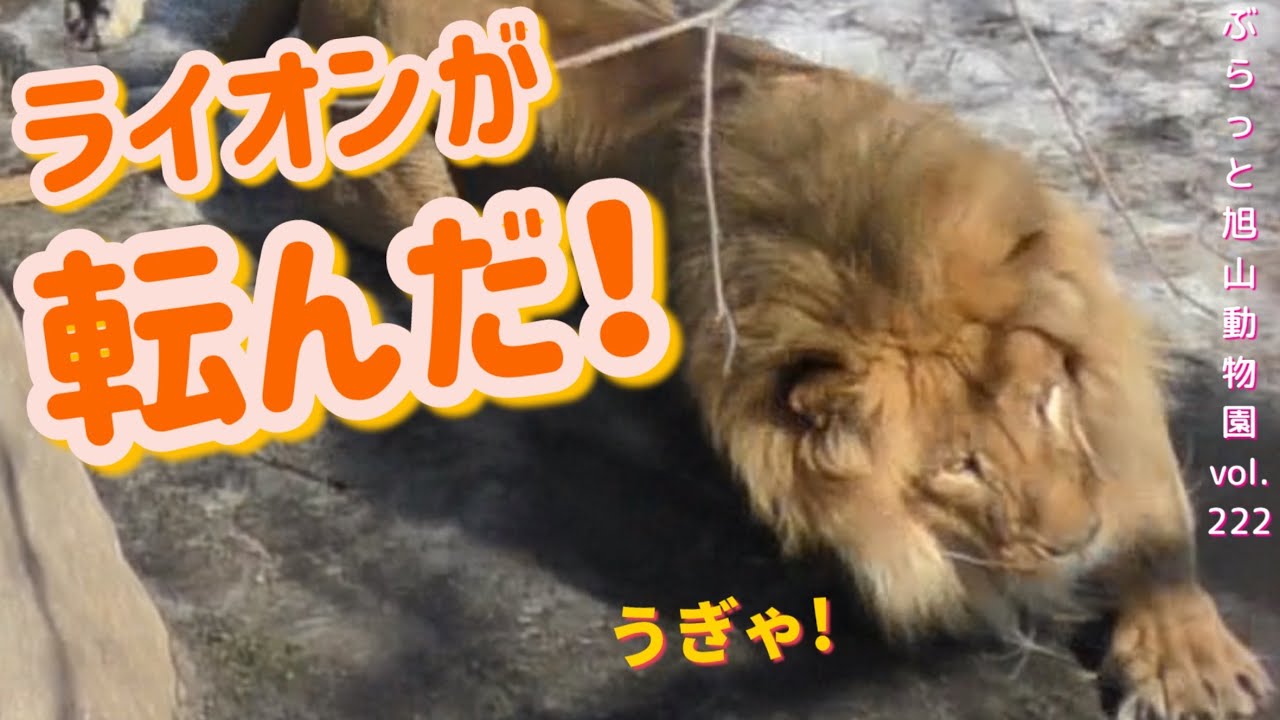 オリトがころんだ！トラから喝！イオへのお尻愛にお隣から注意が！ライオン家族vol222@旭山動物園/Male lion , run and fall! Tiger angry at lion!