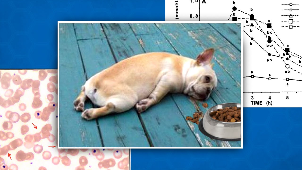 The Science of a Food Coma | It's NOT what you think