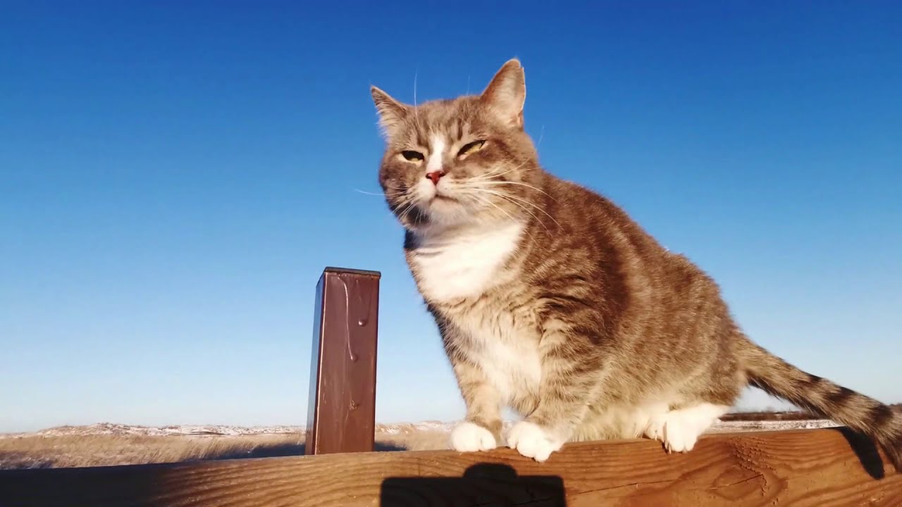 Cat | cute cats video | Playing cats | cat fight | cat funny videos | copyright free sound