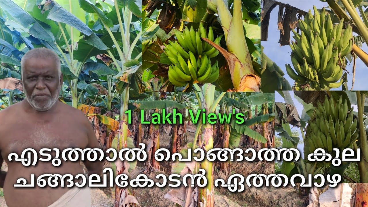 ഈ ഏത്തവാഴ കൃഷി തരക്കേടില്ലാതെ പോക്കറ്റ് ഫുൾ, ചങ്ങാലിക്കോടൻ
