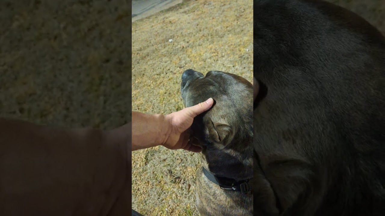 Apartment living with a Cane Corso