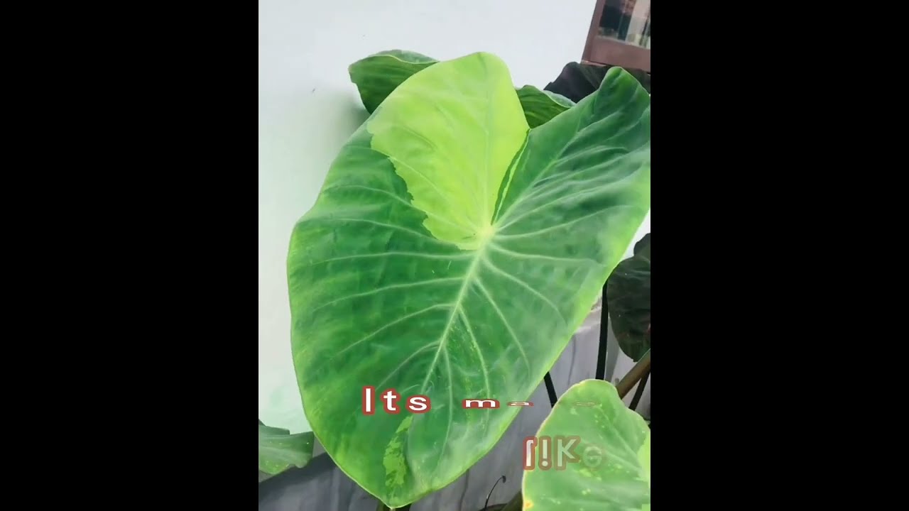 Colocasia Varieties 2023 | with names