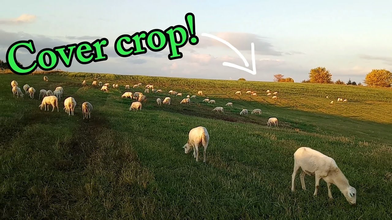 Grazing Sheep on Cover Crops!