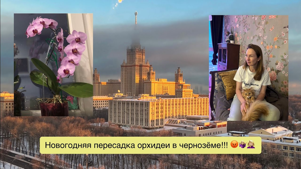 Орхидея, пересаженная хозяйкой в обычную землю, предсказуемо начала умирать!