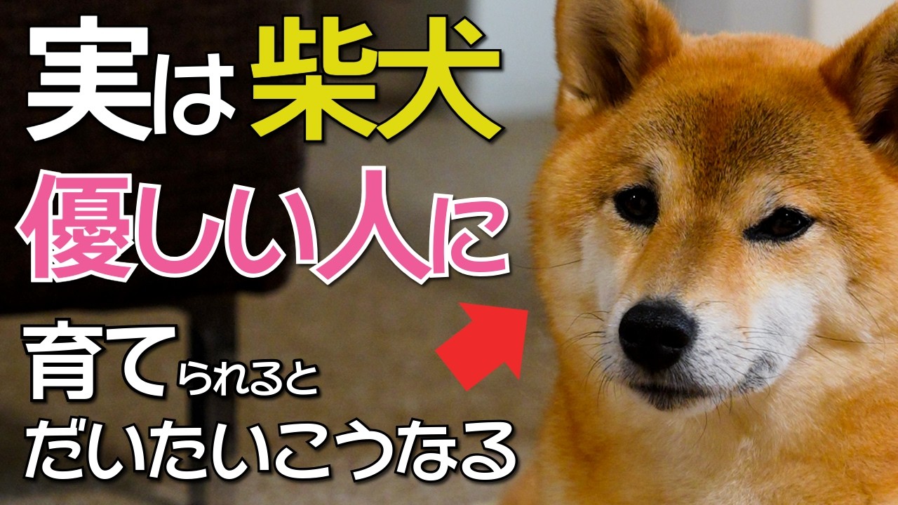 優しい飼い主に育てられた柴犬はだいたい&rarr;こうなる　【#513】
