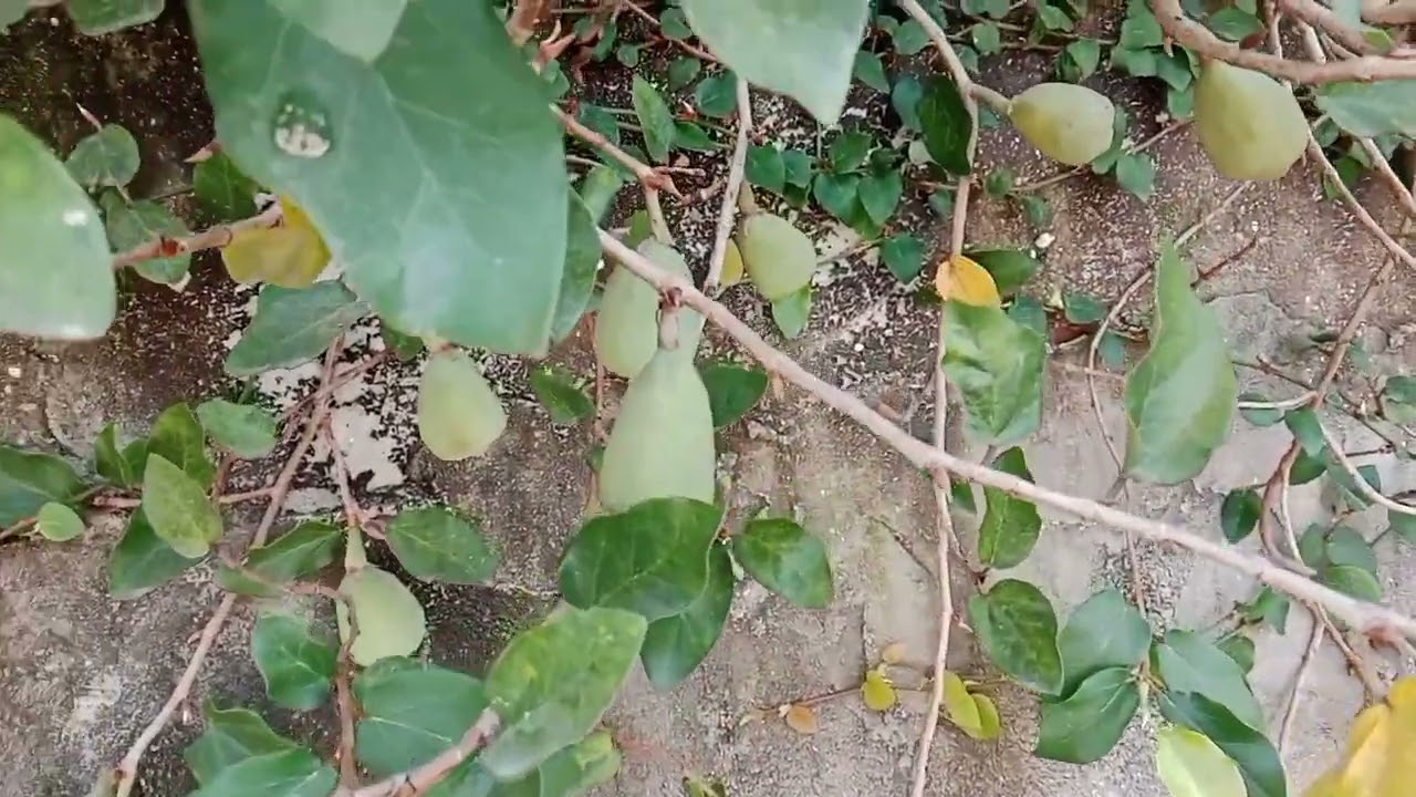 Cây cau và dây trâu cổ Có trái thật nhiều 