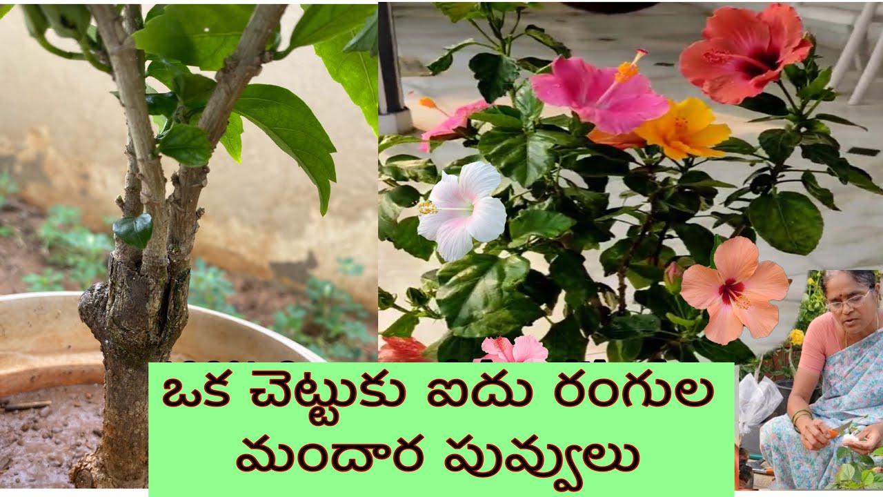100% Success మందార v మరియు బార్క్ గ్రాఫ్టింగ్..Multiple Colour Flowers In A Single Hibiscus Plant