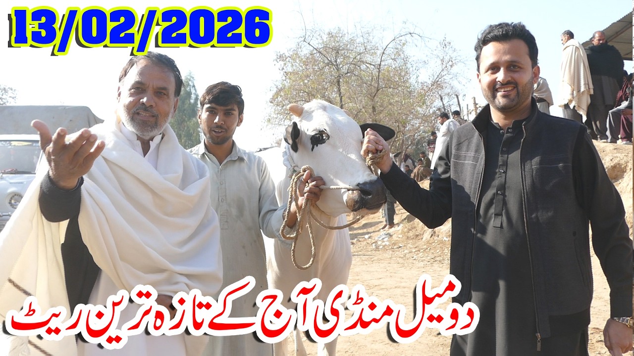 Today Domail Mandi Fatehjang Rate’s update13/Feb2026-Part04Sunny Video Fateh Jang Cow Mandi 2026