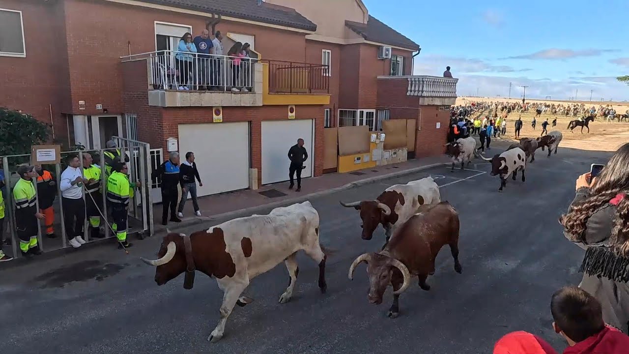 Medina del Campo 2024 Encierro al estilo de la villa 3º