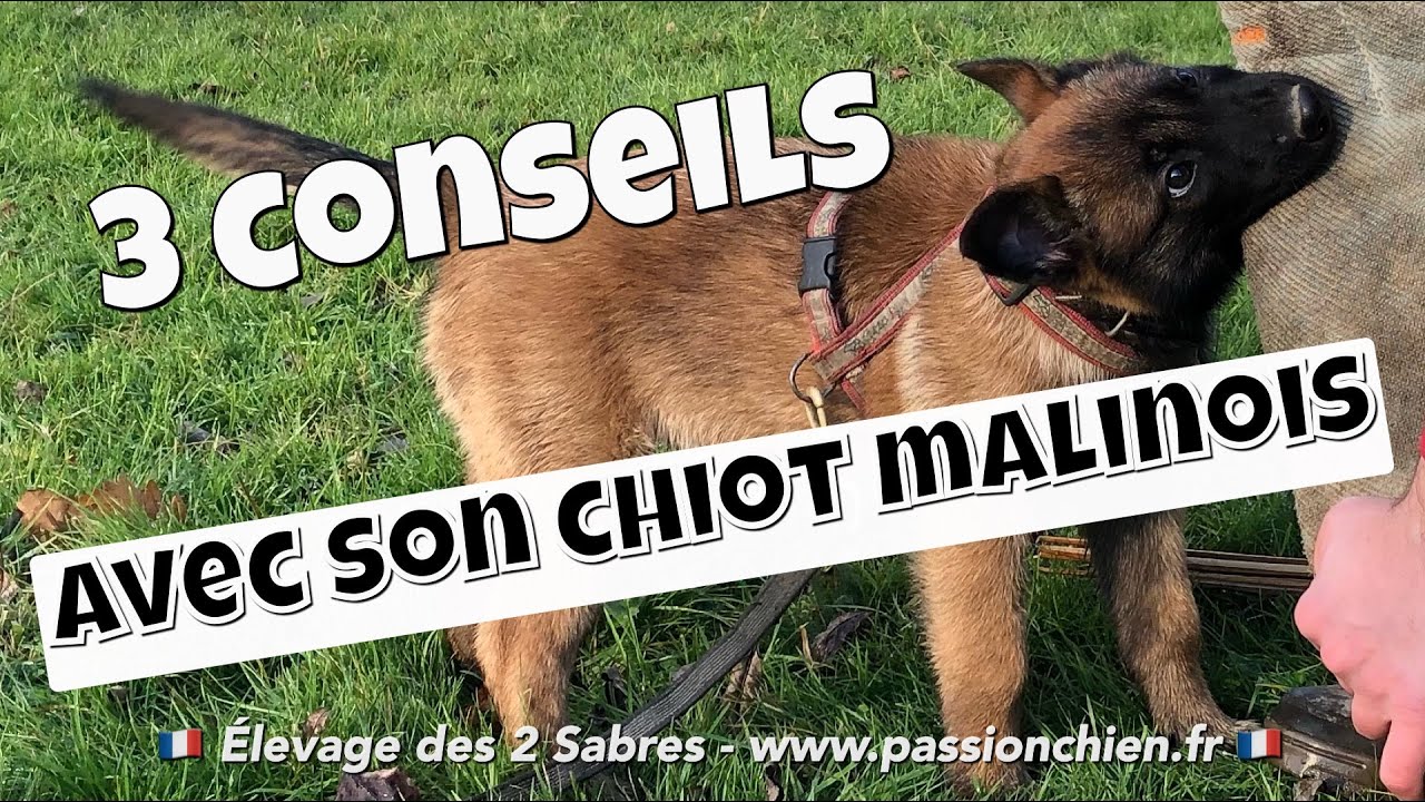 Les 3 conseils des choses à faire avec son chiot malinois dès son arrivée chez vous